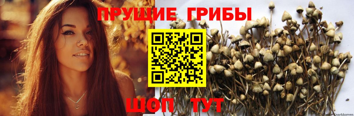 Ишим  Псилоцибиновые грибы Magic Shrooms  что такое   Вход с VPN 